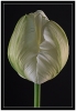 Tulpe