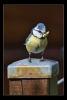 Blaumeise_2