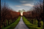 Festonallee-Schloss-Bothmer-Kluetz